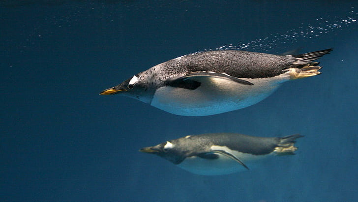 animals, underwater, penguins, birds