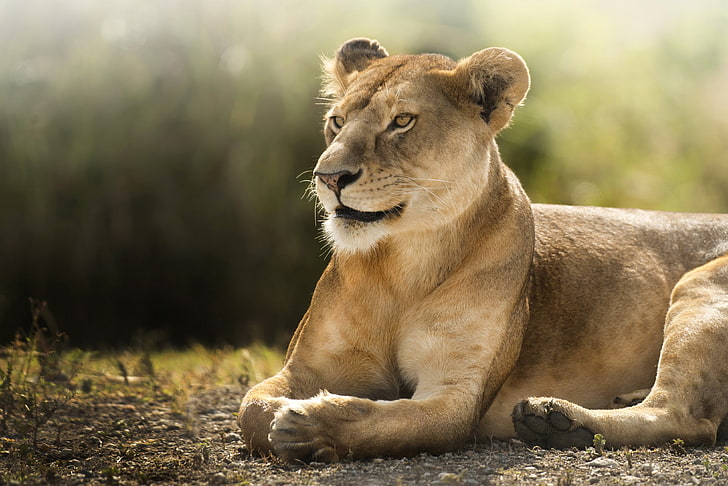 Lioness, 4K, African lion, Wild
