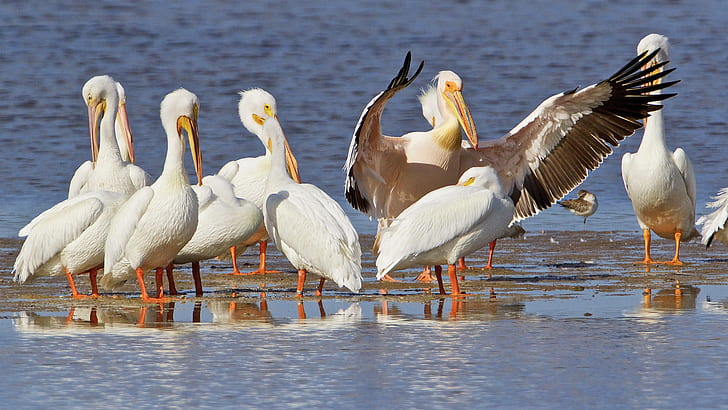 White American Pelican Viera Wetlands And Lake Okeechobee In Florida Hd Wallpapers Of Exotic Birds 2560×1440, HD wallpaper
