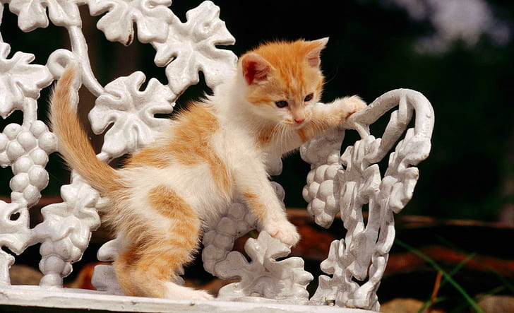 Kitten Playing, orange, ginger, funny, cute, white, animal, animals