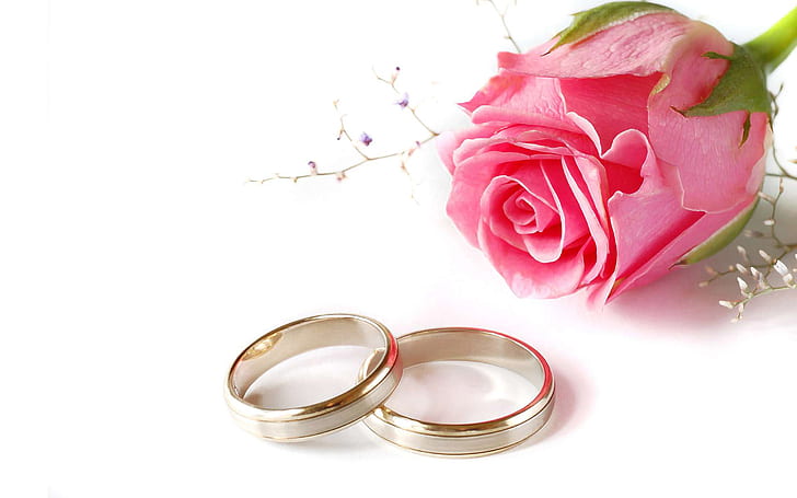 Pink Rose Flower Wedding Rings Love Desktop Hd Wallpaper Background 2560×1600