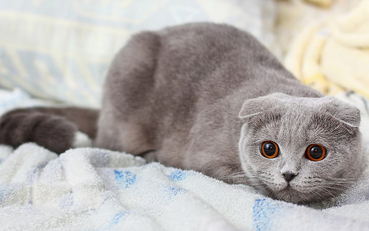 HD wallpaper: Cat, scottish fold,, russian blue cat, gray, kote, koshak,  Amazing Animals | Wallpaper Flare