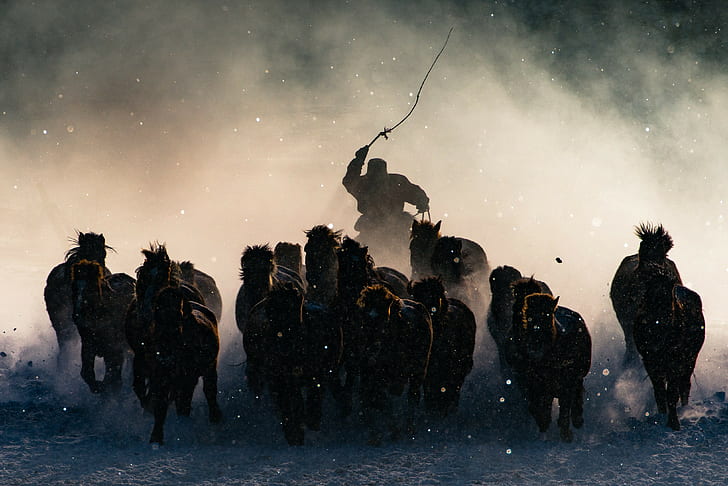 horse, mongolia, snow, winter, storm