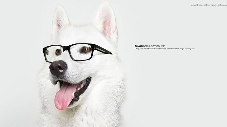 white dog and black framed eyeglasses, artwork, animals, commercial, HD wallpaper