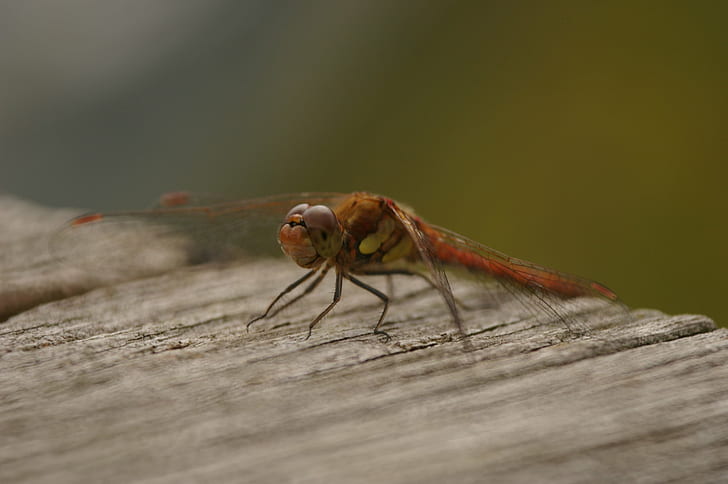 brown dragonfly, london wetland centre, summer, wwt, barnes, insect
