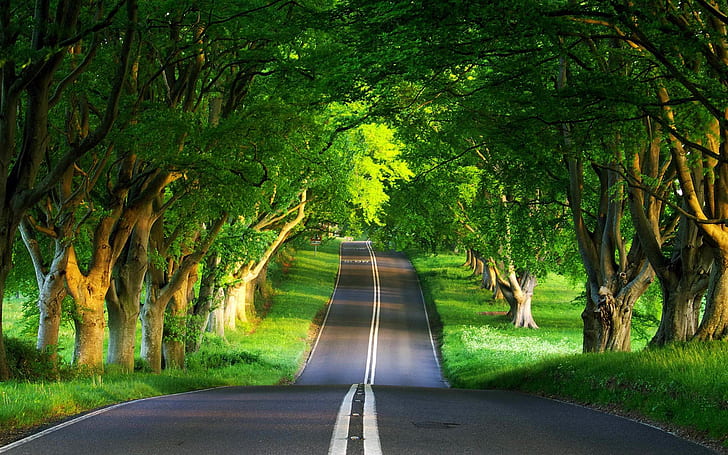 Green Road, trees, forest, spring, nature, background, HD wallpaper