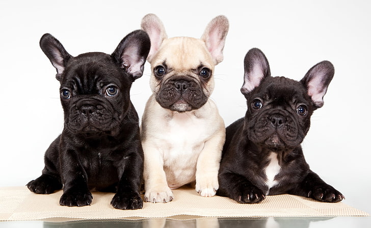 short-coated black and brown puppies, trio, French bulldog, mammal