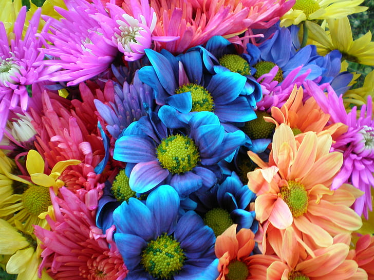 bouquet of flowers, daisies, daisies, Colorful, Crazy, Floral, HD wallpaper