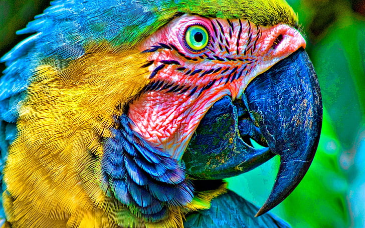 Motley Parrot Hd Wallpapers Mobile Phone Laptop Pc, animal themes, HD wallpaper
