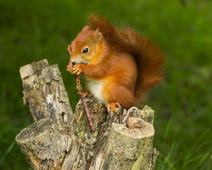 brown squirrel on tree stump during daytime, red squirrel, red squirrel, HD wallpaper