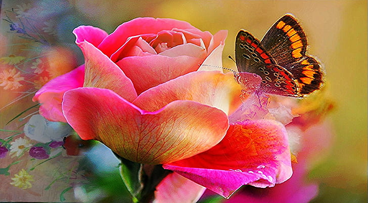 macro photography of Painted Lady butterfly on pink Rose, butterfly, rose, HD wallpaper