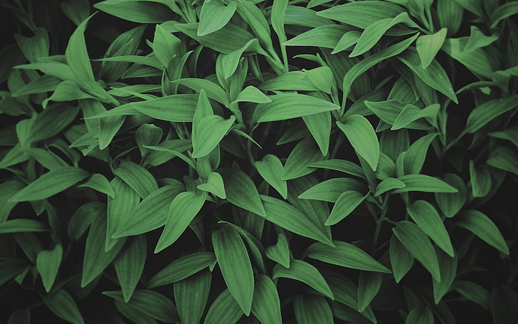 green leafed plant, photography, leaves, plants, green color, HD wallpaper