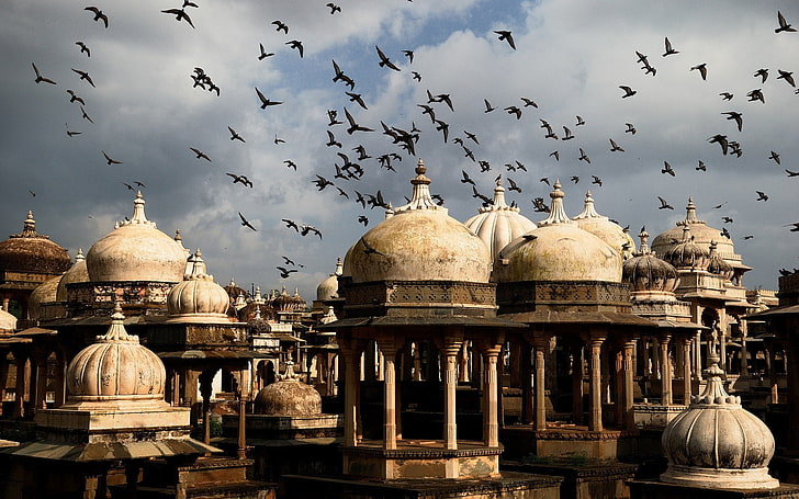 city, architecture, birds, dome, India, animal themes, large group of animals
