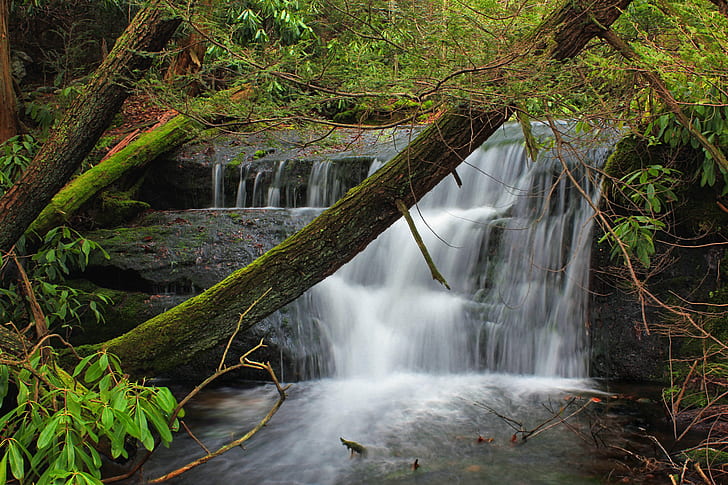 waterfalls with moss covered trees during daytime, Fall Creek
