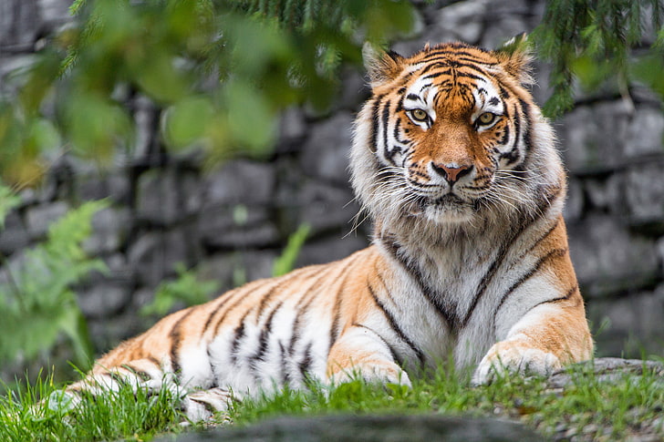 Zoo, Siberian Tiger, 5K, Big cat, Female, animal themes, feline, HD wallpaper