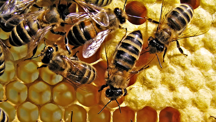 abejas, animales, colmena, insecto, invertebrate, animal wildlife, HD wallpaper