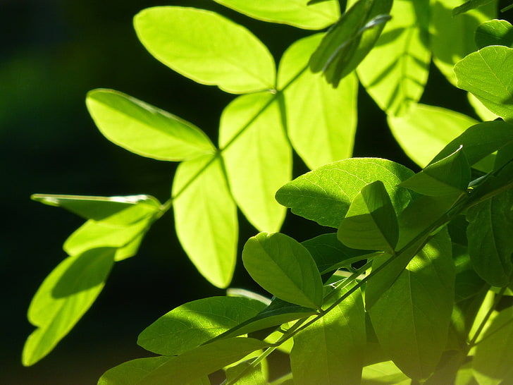 green leafed plants, trees, nature, fresh, plant part, green color, HD wallpaper