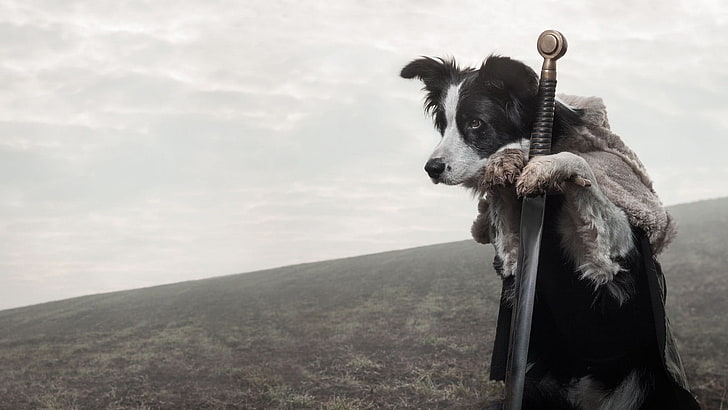 adult black and white border collie, dog, sword, animals, Game of Thrones, HD wallpaper