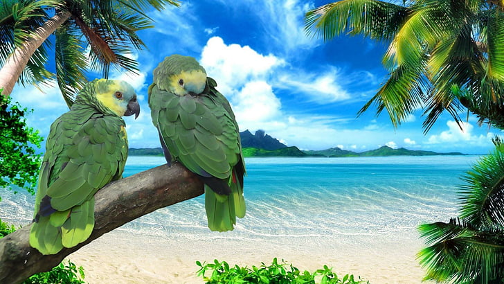 parrots, birds, seashore, summer, palms, beach, sky