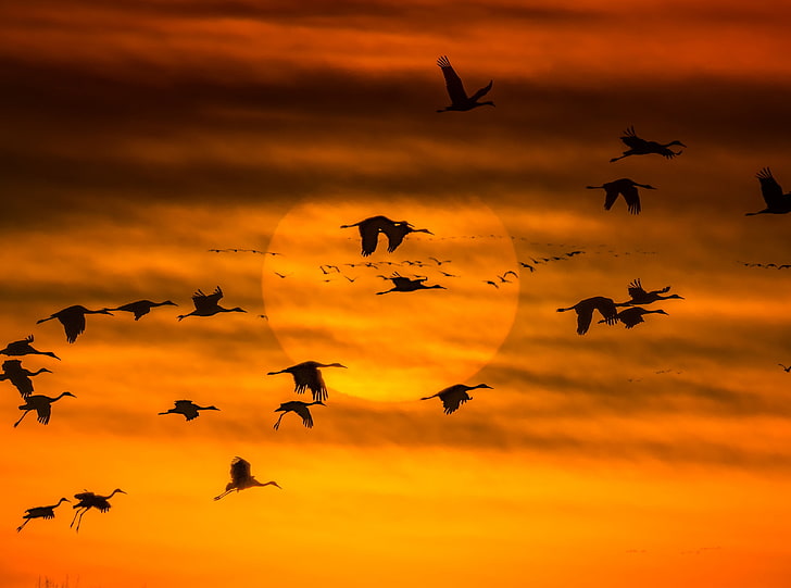 Annual Migration, Nature, Sun and Sky, Orange, Sunset, Scenery, HD wallpaper