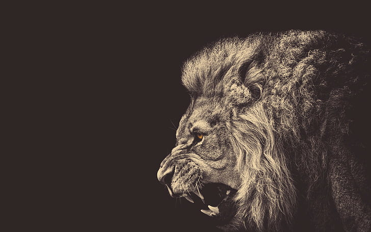 abstract, 1920x1200, Lion, male, angry, angry loin
