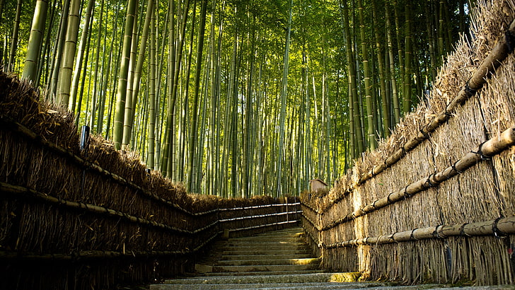 nature, forest, tree, bamboo forest, path, forest path, arashiyama bamboo forest, HD wallpaper