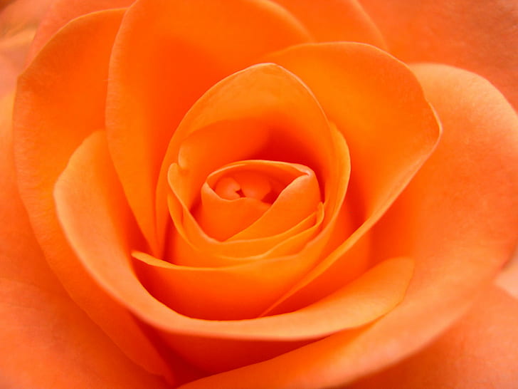 macro photo of orange Rose flower, flower  Flower, petal, nature