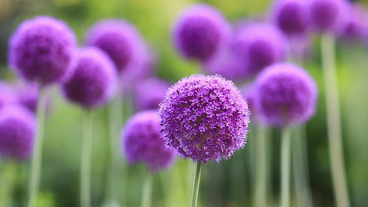 close up photography of purple petaled flower, flowers, depth of field, HD wallpaper