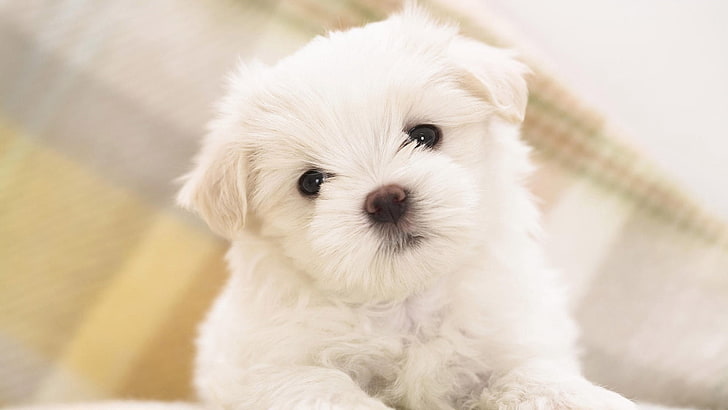 white Maltese puppy, snout, eyes, little, dog, pets, animal, cute, HD wallpaper