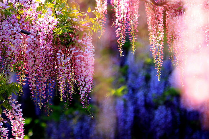 Pink Wisteria, garden, blossoms, nature and landscapes, HD wallpaper
