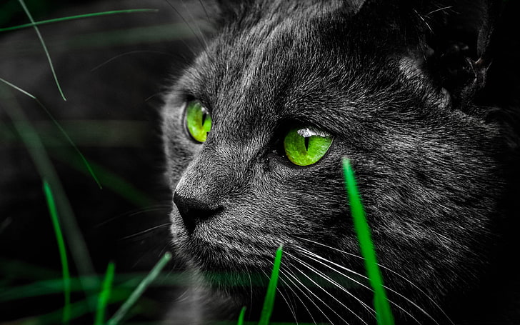 HD wallpaper: Green cat eyes in the dark-High Quality HD Wallpap.., one  animal | Wallpaper Flare