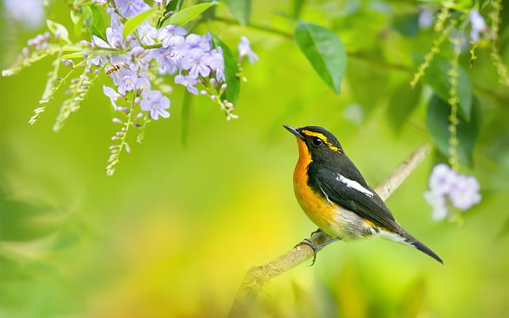 Spring bird, tree branch, blue flowers, yellow and black maya bird