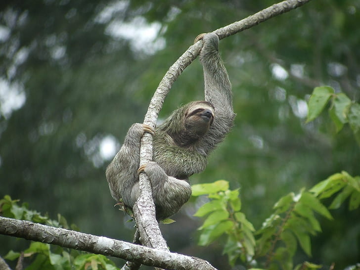 three toed sloth, HD wallpaper