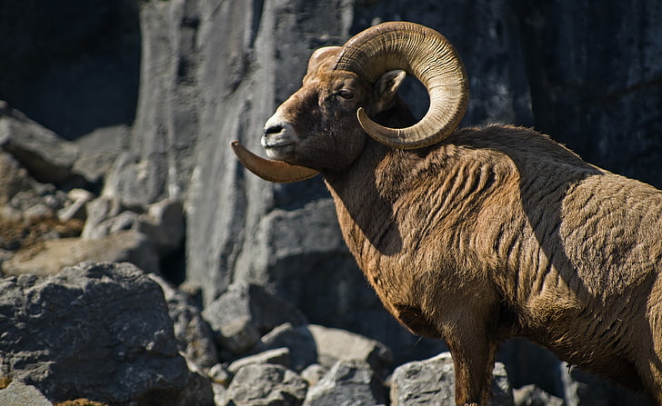 HD wallpaper: Bighorn Sheep, Animals, Wild, Mountain, Canada, Rocky,  alberta | Wallpaper Flare