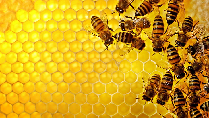yellow-and-black honey bees, pattern, texture, geometry, hexagon