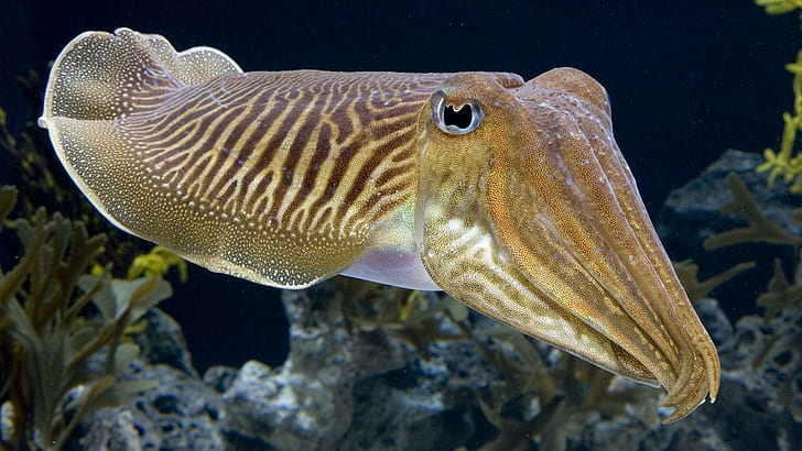 Cuttlefish Fish Underwater Ocean Iphone, fishes, HD wallpaper
