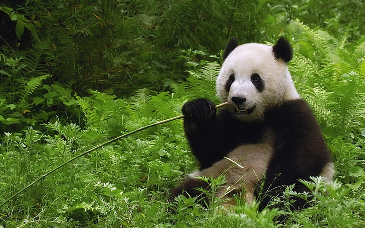 bamboo, bears, china, dinner, jungle, panda, HD wallpaper