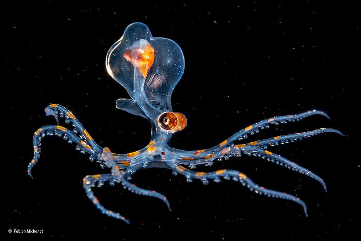 blue and orange octopus, nature, water, underwater, sea, animals