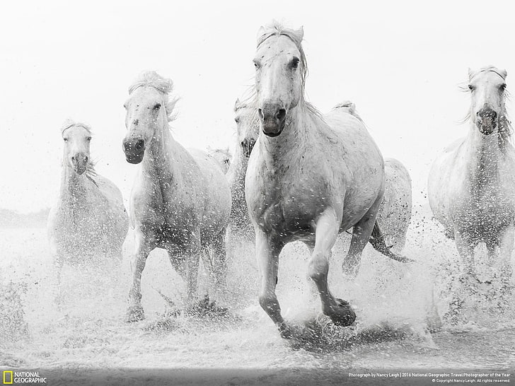 animals, National Geographic, horse, mammal, group of animals, HD wallpaper