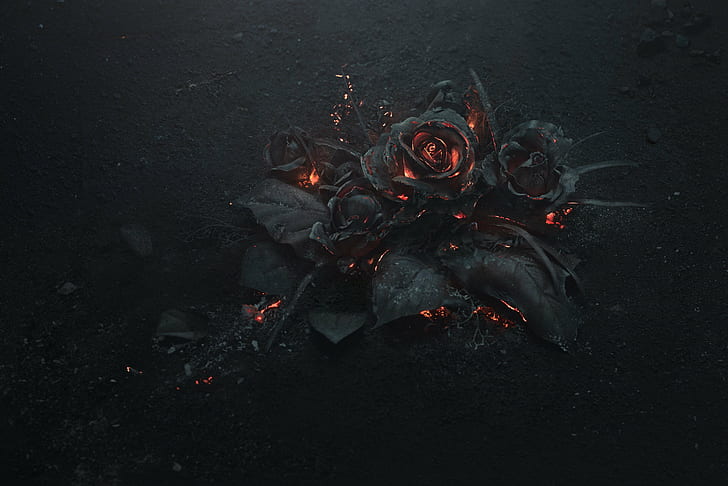 Ash, black, Burning, rose, HD wallpaper