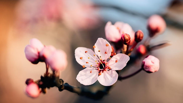 blossom, flower, pink, spring, cherry blossom, close up, sakura, HD wallpaper