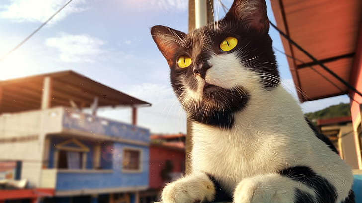 cat, Ecuador, animals, yellow eyes