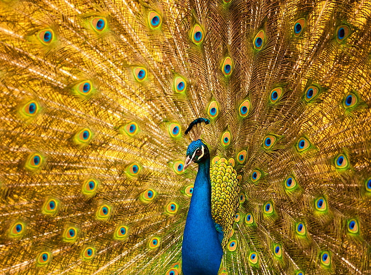 Most Beautiful Birds in the World, blue and yellow peacock, Animals, HD wallpaper