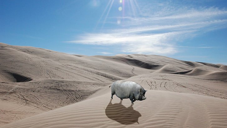gray boar on desert, pigs, animals, nature, landscape, sand, humor