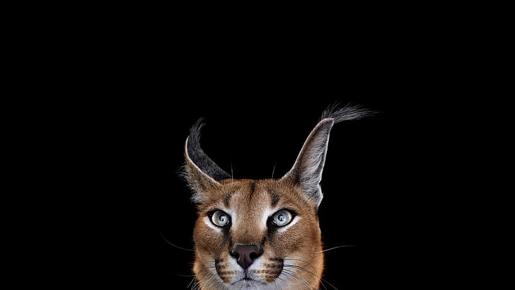 photography, mammals, cat, simple background, Caracal, one animal, HD wallpaper