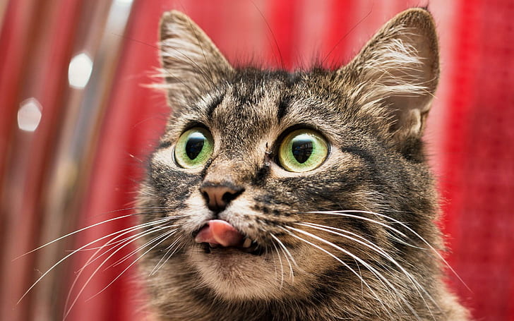 Cat looks tasty, gray tabby cat, funny, big eyes, green eyes, HD wallpaper