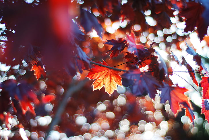 maple tree, red and purple maple leaf photo, fall, leaves, Sun, HD wallpaper