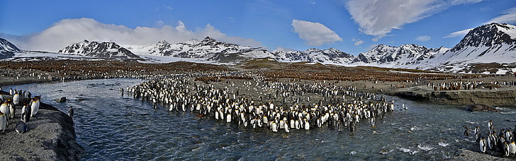 flock of penguins, nature, animals, wildlife, birds, water, cold temperature