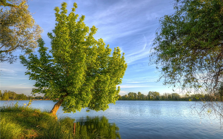 green trees near body of water painting, nature, landscape, lake