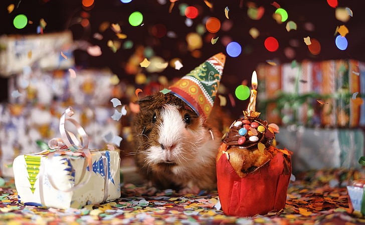 HD wallpaper: guinea pig, new year party, awkward, Animal, decoration,  celebration | Wallpaper Flare